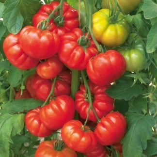 Beef Tomato Seeds - SeedShop.PK