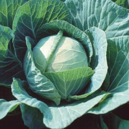 Cabbage F1 Seeds