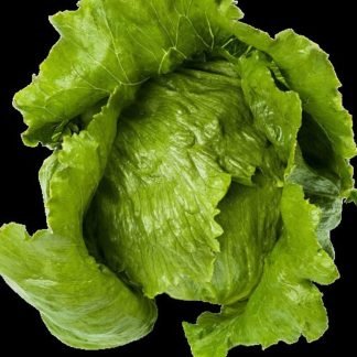 Iceberg Lettuce Seeds - SeedShop.PK