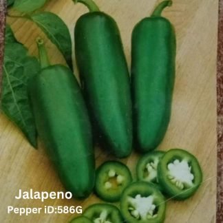 Jalapeno Mexican Pepper Seeds - SeedShop.PK