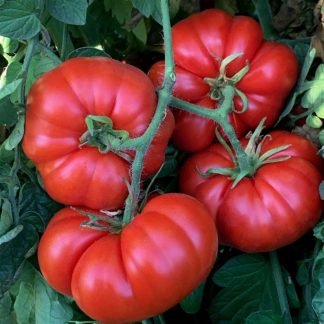 Marmande Heirloom Tomato Seeds - SeedShop.PK