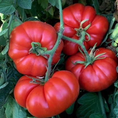 Marmande Heirloom Tomato Seeds - SeedShop.PK