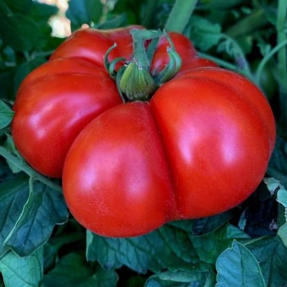 Marmande Heirloom Tomato Seeds - SeedShop (4)