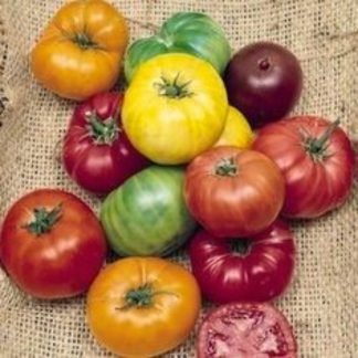 Mix Tomato Seeds - SeedShop.PK