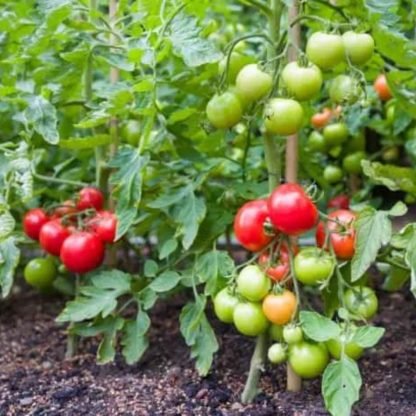 Moneymaker Tomato Seeds - SeedShop (2)