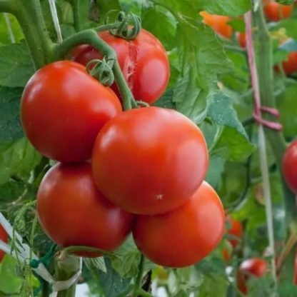 Moneymaker Tomato Seeds - SeedShop (3)