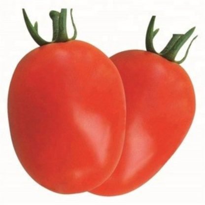 Open Pollinated Tomato Seeds - SeedShop.PK