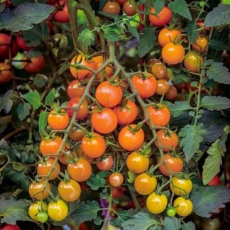 Orange Cherry Tomato Seeds - SeedShop.PK