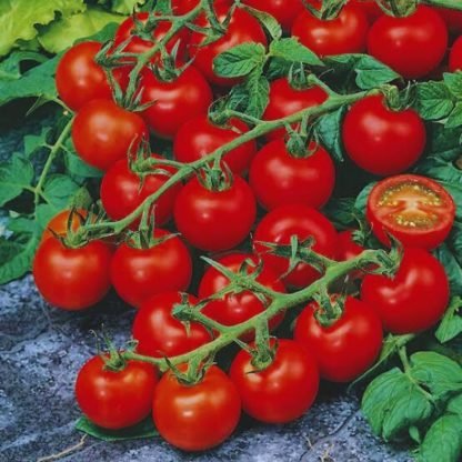 Organic Cherry Tomatoes Seeds - SeedShop.PK