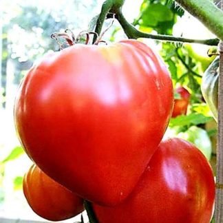 Oxheart Tomato Seeds - SeedShop.PK