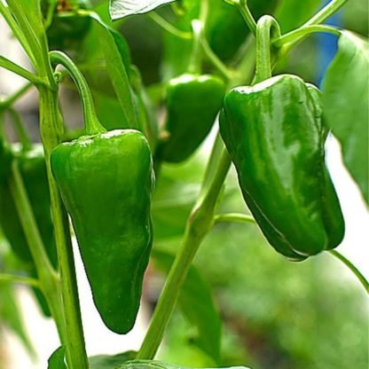 Padron Pepper Seeds (20 Seeds) - Image 2