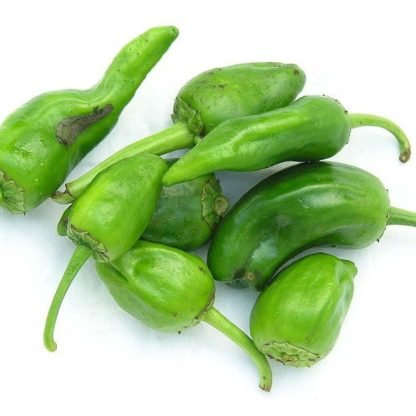 Padron Pepper Seeds (20 Seeds) - Image 3