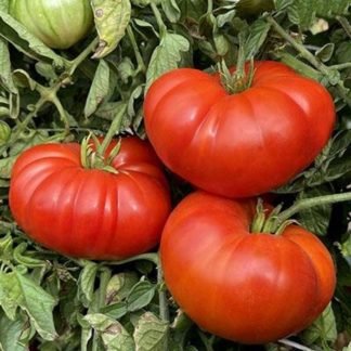 Pantano Romanesco Tomato Seeds - SeedShop.PK