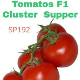 Tomato Cluster Supper Seeds F1 Hybrid - SeedShop.PK