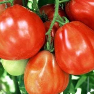 Tomato Red Pear Seeds - SeedShop.PK