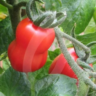 Tomato San Marzano Seeds - SeedShop.PK