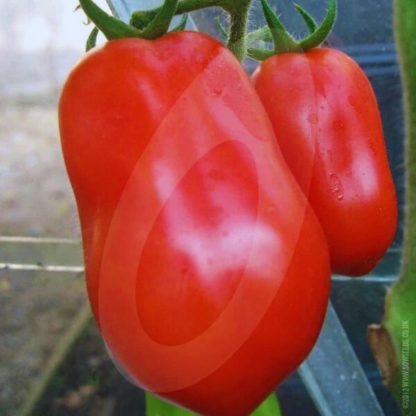 Tomato San Marzano Seeds - SeedShop (2)