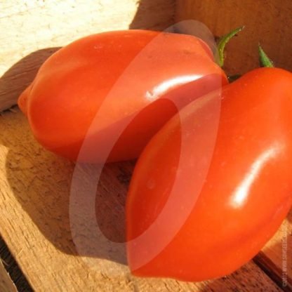 Tomato San Marzano Seeds - SeedShop (3)