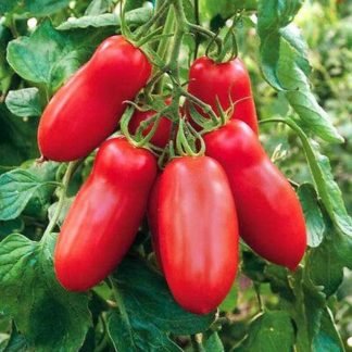 Tomato Scatolone Heirloom Seeds - SeedShop.PK