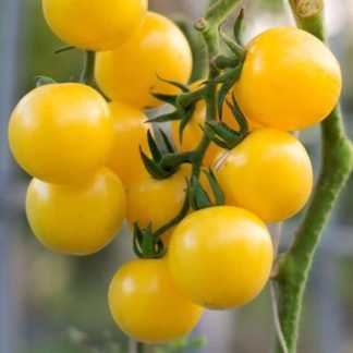 Tomato White Cherry Seeds - SeedShop.PK