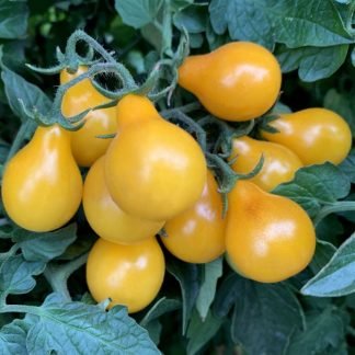 Yellow Pear Tomato Seeds - SeedShop.PK