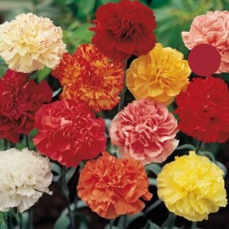 Carnation Giant Mixed Seeds - SeedShop.Pk