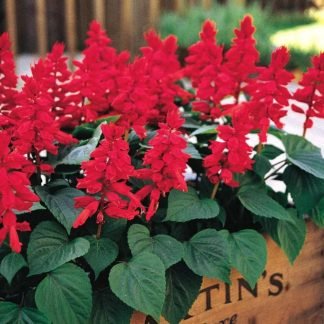 Salvia Flower Seeds Red