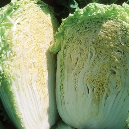 Chinese Cabbage Seeds (2)