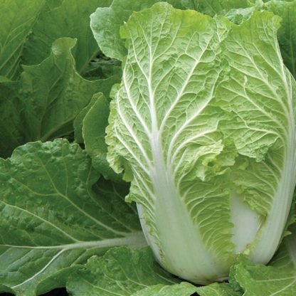 Chinese Cabbage Seeds (3)