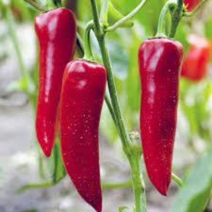 Corno di Toro Rosso Pepper Seeds (2)