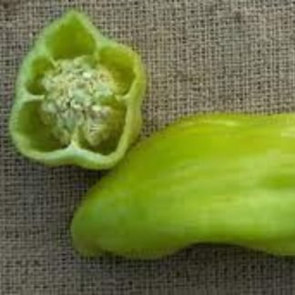 Pepper Corno di Toro Rosso Seeds