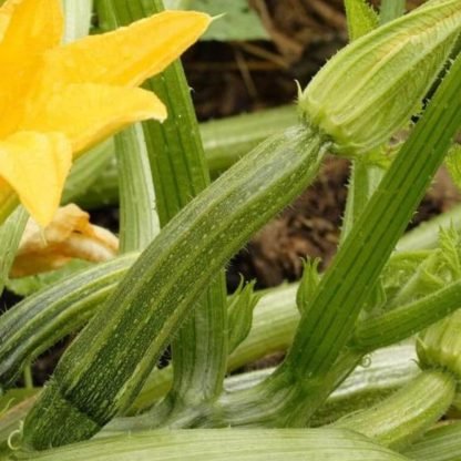 Romanesco Zucchini Seeds (1)