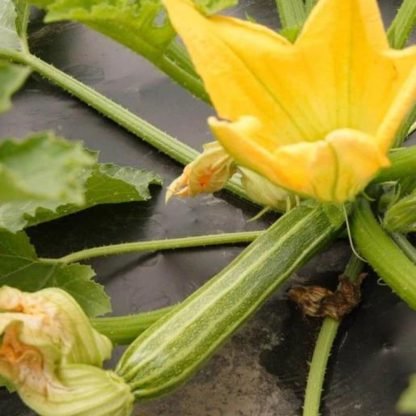 Romanesco Zucchini Seeds (2)