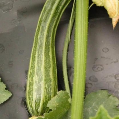 Romanesco Zucchini Seeds (3)