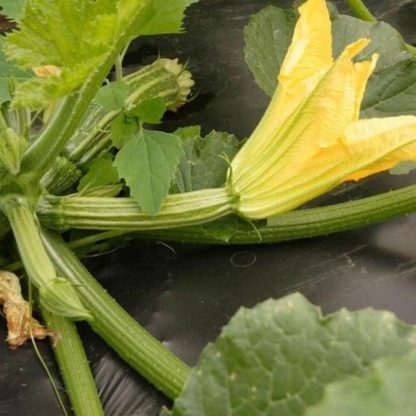 Romanesco Zucchini Seeds (4)